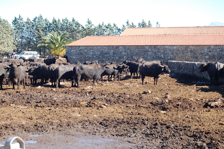 Paestum Amalfi Web 02